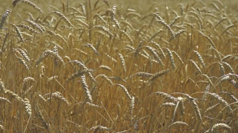 Growing wheat 動画素材 25336340