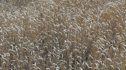 Growing wheat 스톡 동영상 25336641