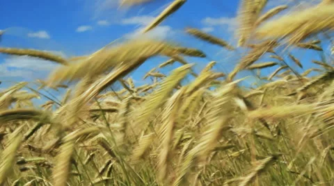 Growing wheat. Stockbeeldmateriaal 40728165