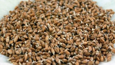 Growing Wheat. Stock Footage 69212157