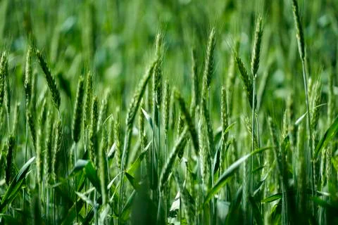 Growing wheat in green Fotos de archivo