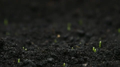 Growing Wheat plants in timelapse, Sprouts Germination Newborn food Plant Stock Footage 137443176