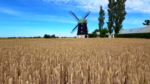 Growing wheat swaying in the wind at an old windmill and against a blue sky in Stock Footage 340111211