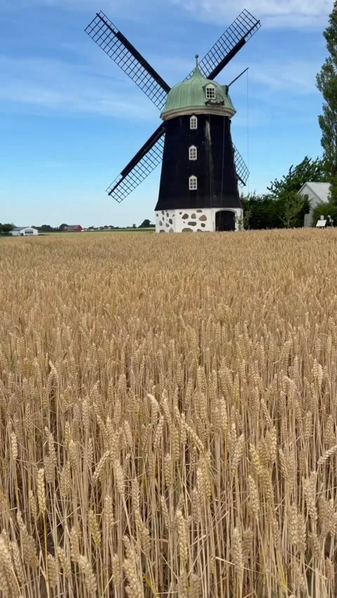 Growing wheat swaying in the wind at an old windmill and against a blue sky in Stock Footage 340111216