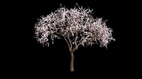 Growing White Almond Tree Animation with Alpha Channel Stock Footage 88317150