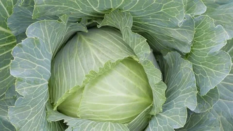 Growing white cabbage Video stock 151511627