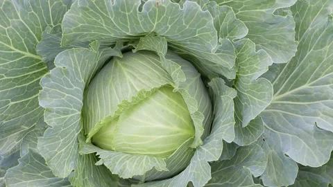 Growing white cabbage Video stock 151511651