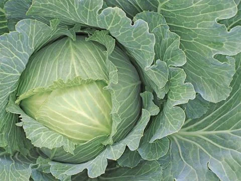 Growing white cabbage Stock Photos