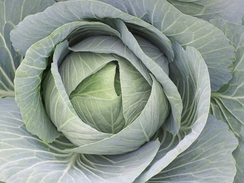 Growing white cabbage Stock Photos