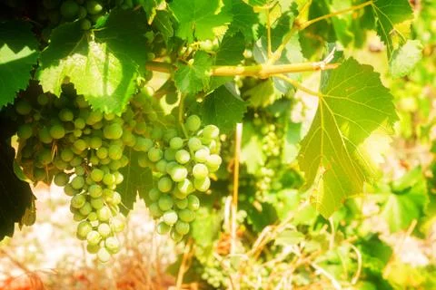 Growing white grape Stock Photos