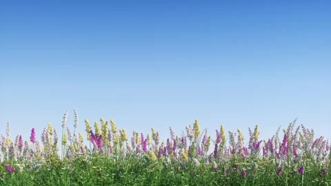 Growing wild flowers border background. 動画素材 264050457