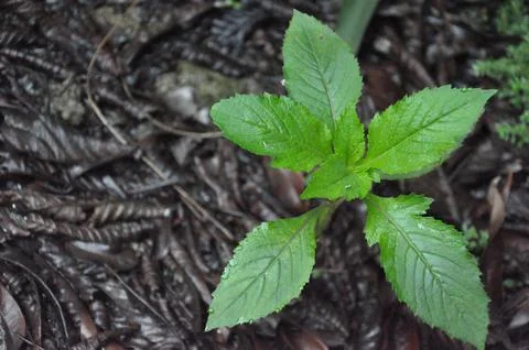 Growing wild Stock Photos