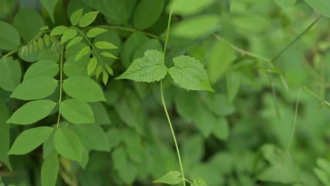 GROWING WILD PLANTS Stock Footage 233147625