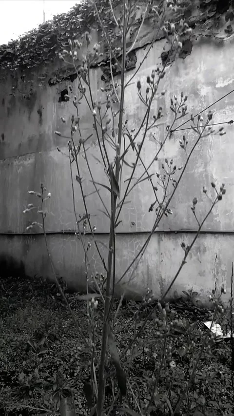 Growing Wild, Vertical BNW Stock Footage 299915028