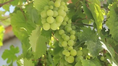 Growing wine grapes Video stock 49049970