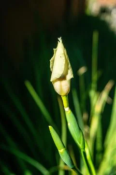 Growing Yellow Flower Button Stock Photos
