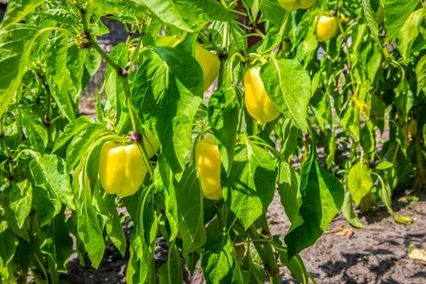 Growing yellow pepper Stock Photos