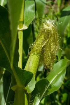 Growing young corn and corn seedlings grown on farmland in rural areas Fotos de archivo
