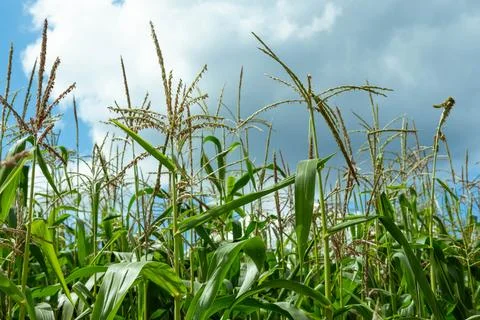 Growing young corn and corn seedlings grown on farmland in rural areas Fotos de archivo