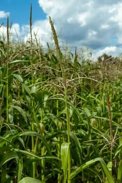 Growing young corn and corn seedlings grown on farmland in rural areas Fotos de archivo