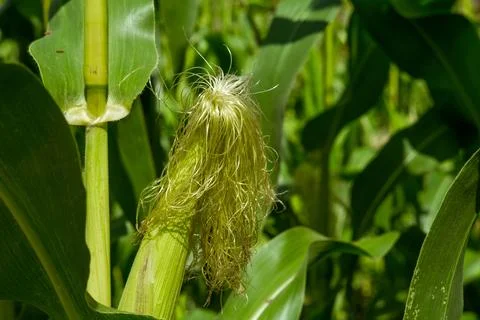 Growing young corn and corn seedlings grown on farmland in rural areas Fotos de archivo