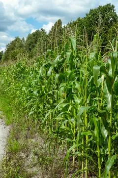 Growing young corn and corn seedlings grown on farmland in rural areas Stock Photos