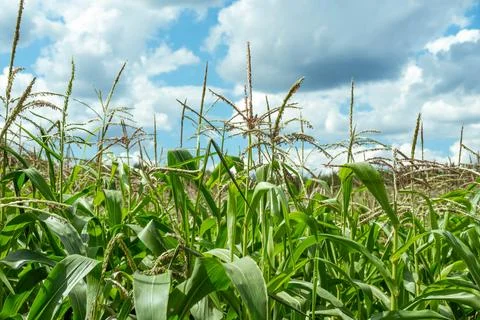 Growing young corn and corn seedlings grown on farmland in rural areas. sunny Foto stock