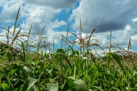 Growing young corn and corn seedlings grown on farmland in rural areas. sun.. Foto stock