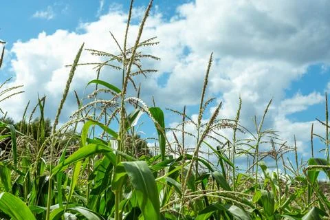 Growing young corn and corn seedlings grown on farmland in rural areas. sunny Foto stock