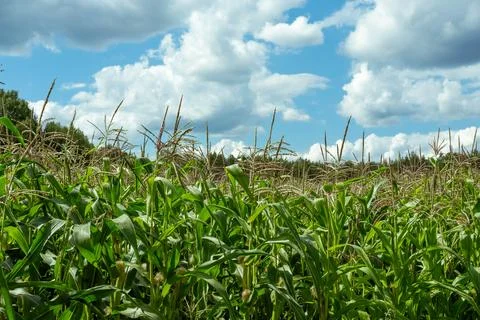 Growing young corn and corn seedlings grown on farmland in rural areas. sun.. Foto stock