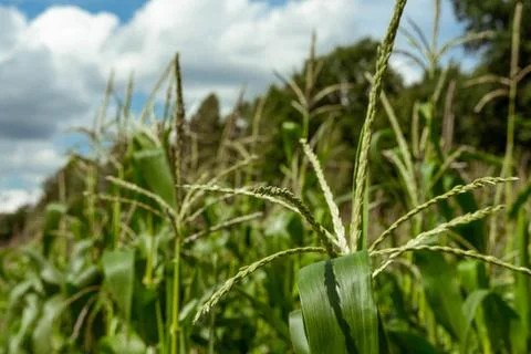 Growing young corn and corn seedlings grown on farmland in rural areas. sun.. Stock Photos