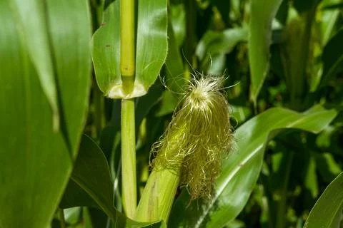 Growing young corn and corn seedlings grown on farmland in rural areas. sun.. 库存照片