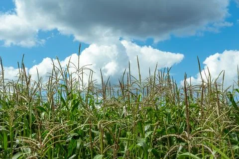 Growing young corn and corn seedlings grown on farmland in rural areas. sun.. Fotos de archivo