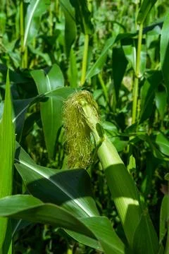 Growing young corn and corn seedlings grown on farmland in rural areas. sun.. Fotos de archivo