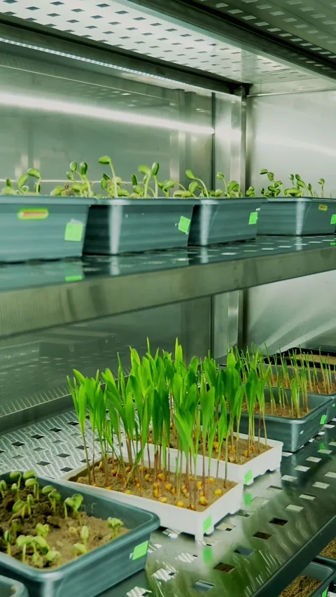 Growing of young green sprouts in soil, in small boxes, on shelves of a special Stock Footage 318077956