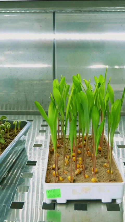 Growing of young green sprouts in soil, in small boxes, on shelves of a special Stock Footage 319655547