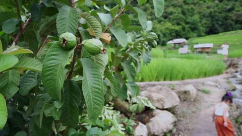 Growing young guava tree against rice terrace background. Stockbeeldmateriaal 137886763