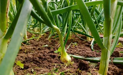 Growing young leeks in the backyard, on the plot. Green onions Stock Photos