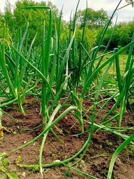 Growing young leeks in the backyard, on the plot. Green onions Stock Photos
