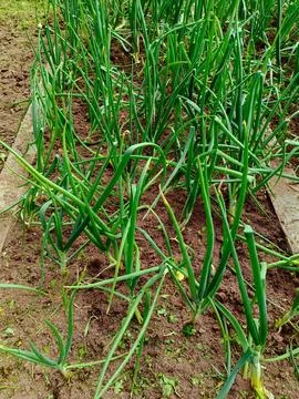 Growing young leeks in the backyard, on the plot. Green onions Stock Photos