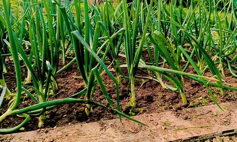 Growing young leeks in the backyard, on the plot. Green onions Stock Photos