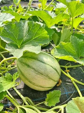 Growing young melon Stock Photos
