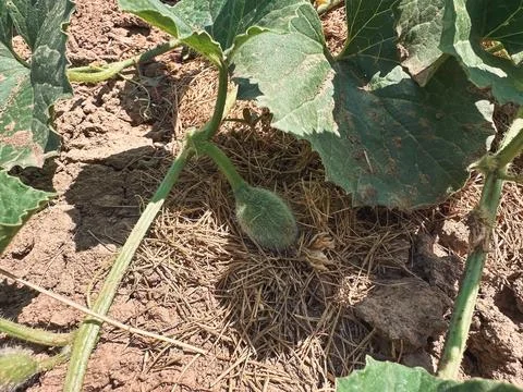 Growing Young Pumpkin on Vine Foto stock