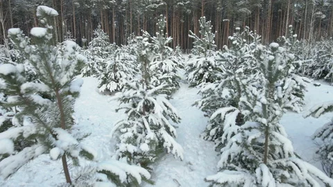 Growing young trees. Aerial view. Stock Footage 153049265