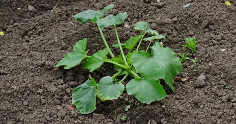 Growing zucchini Stock Footage 132326329