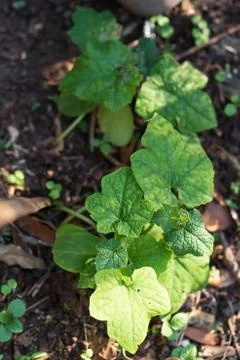 Growing zucchini Stock Photos