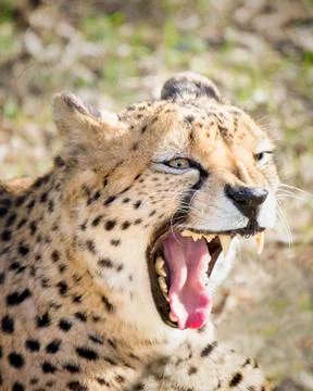 Growling Cheetah Stock Photos