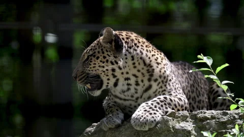 Growling Leopard close up wild animals. Large cat yawning and showing teeth. Vidéo 339818873