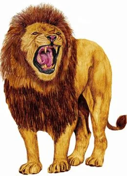 Growling lion Stock Illustration