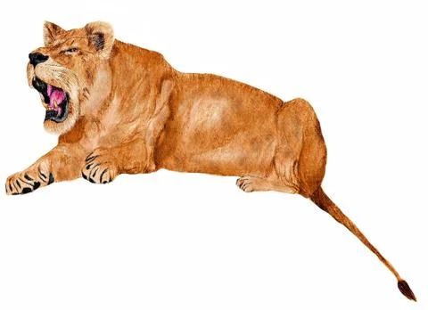 Growling lioness Stock Illustration